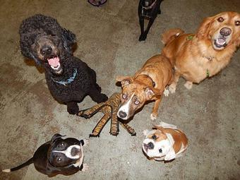 Product - K9 Kabana in Raleigh, NC Pet Care Services