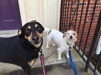 Product: Up to 4 Dogs per walk - K9 Experts in Short Hills, NJ Pet Care Services