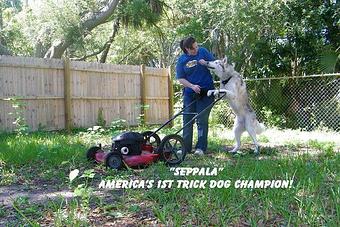 Product - K9 Kampus in Melbourne, FL Pet Care Services