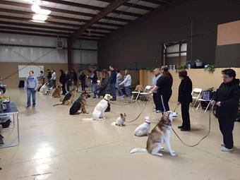 Product - K9 Tailshakers in Frankfort, IL Pet Care Services