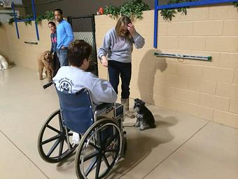 Product - K9 Tailshakers in Frankfort, IL Pet Care Services