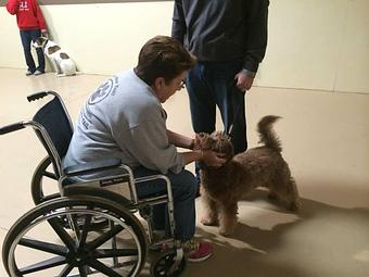 Product - K9 Tailshakers in Frankfort, IL Pet Care Services