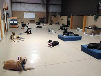 Product - K9 Tailshakers in Frankfort, IL Pet Care Services