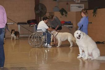 Product - K9 Tailshakers in Frankfort, IL Pet Care Services