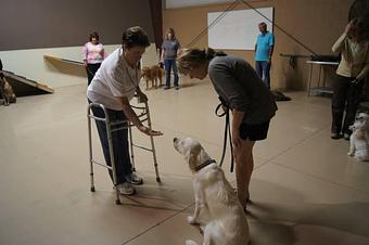 Product - K9 Tailshakers in Frankfort, IL Pet Care Services