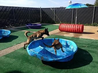 Product - K9 Tailshakers in Frankfort, IL Pet Care Services