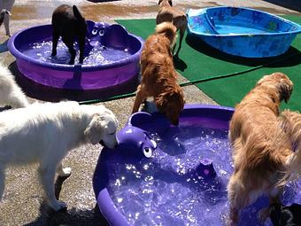 Product - K9 Tailshakers in Frankfort, IL Pet Care Services