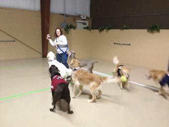 Product - K9 Tailshakers in Frankfort, IL Pet Care Services