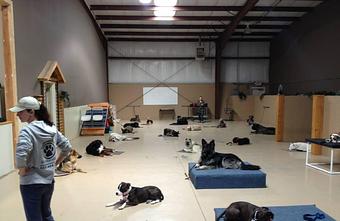 Product - K9 Tailshakers in Frankfort, IL Pet Care Services