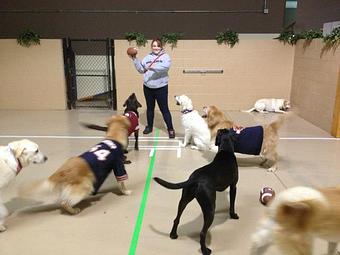 Product: One of our themed Interactive Care Days! - K9 Tailshakers in Frankfort, IL Pet Care Services