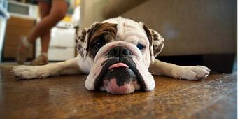 Product - Kanine Corral Dog Lodging in Casper, WY Hotels & Motels