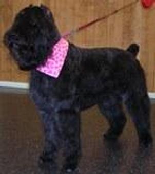 Product - Karen's Grooming in Maryland Heights, MO Pet Boarding & Grooming