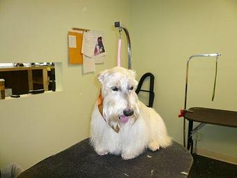 Product - Karen's Grooming in Maryland Heights, MO Pet Boarding & Grooming
