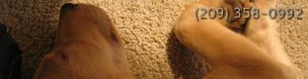 Product - Kat's Kleen-Up Carpet Cleaning in Atwater, CA Carpet Rug & Upholstery Cleaners