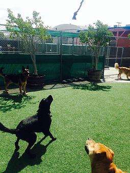 Product - Kennel Club Of LAX in Los Angeles, CA Pet Boarding & Grooming