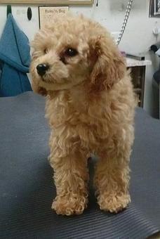 Product - Ker Mor Pet Grooming in Mequon, WI Pet Boarding & Grooming