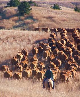 Product - Kimber's LLC in Stapleton, NE Drinking Establishments