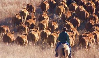 Product - Kimber's LLC in Stapleton, NE Drinking Establishments