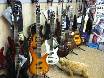 Product: Kudzu is a proud dealer of Ibanez electric guitars and basses - Kudzu Music in Boone, NC Musical Instrument & Equipment