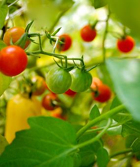 Product: Our Garden - La Prima Catering in Alexandria - College Park, MD American Restaurants