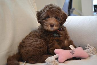 Product - Lanelle McCrone in The Strand - NAPLES, FL Pet Care Services