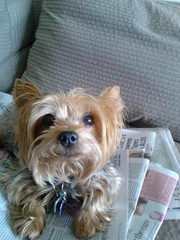 Product - Lanelle McCrone in The Strand - NAPLES, FL Pet Care Services