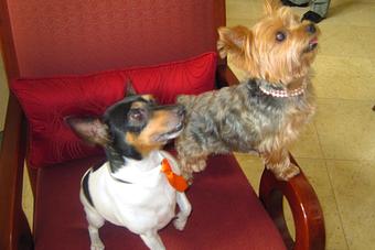Product - Lanelle McCrone in The Strand - NAPLES, FL Pet Care Services
