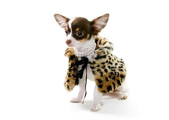 Product - Lap Of Luxury in Delray Beach, FL Pet Care Services