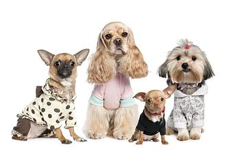 Product - Lap Of Luxury in Delray Beach, FL Pet Care Services