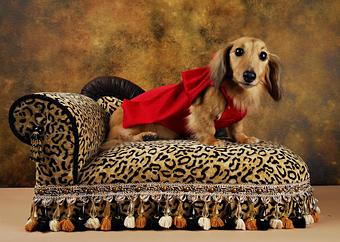 Product - Lap Of Luxury in Delray Beach, FL Pet Care Services