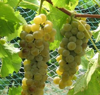 Product - Lasata Wines in Lawrenceville, IL Beer & Wine