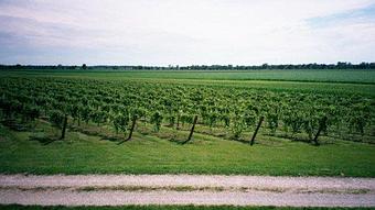 Product - Lasata Wines in Lawrenceville, IL Beer & Wine