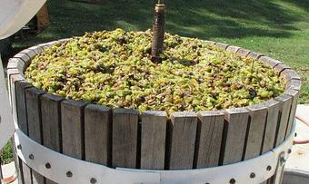 Product - Lasata Wines in Lawrenceville, IL Beer & Wine