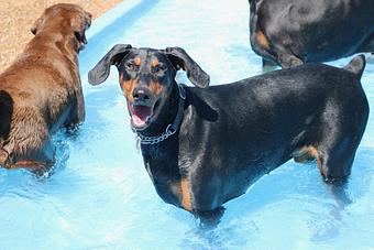 Product - Le Chateau Pet Resort in Amarillo, TX Pet Boarding & Grooming