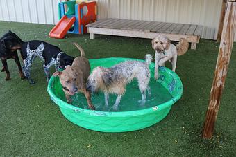 Product - Le Chateau Pet Resort in Amarillo, TX Pet Boarding & Grooming