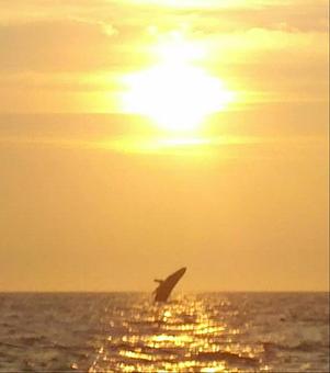 Product - Lincoln Brothers Fishing in Bourne, MA Cars, Trucks & Vans