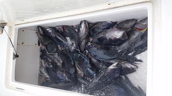 Product - Lincoln Brothers Fishing in Bourne, MA Cars, Trucks & Vans