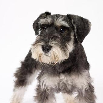 Product - Long Leash LLC Pet Photography in Wilbraham, MA Photography