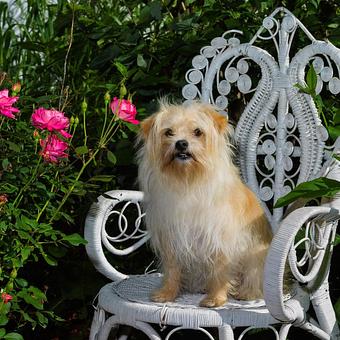 Product - Long Leash LLC Pet Photography in Wilbraham, MA Photography