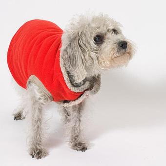 Product - Long Leash LLC Pet Photography in Wilbraham, MA Photography