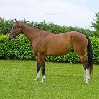 Product - Long Leash LLC Pet Photography in Wilbraham, MA Photography