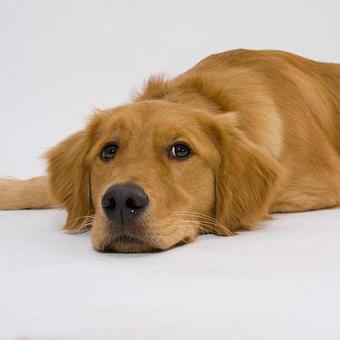 Product - Long Leash LLC Pet Photography in Wilbraham, MA Photography