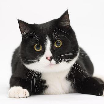 Product - Long Leash LLC Pet Photography in Wilbraham, MA Photography