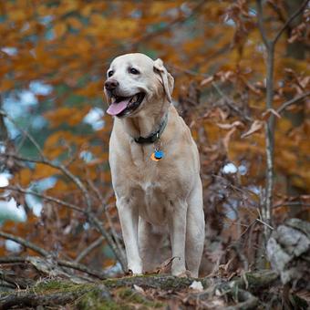Product: I can go on the location of your choice. - Long Leash LLC Pet Photography in Wilbraham, MA Photography