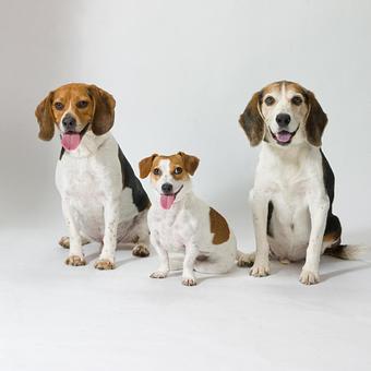 Product: I do groups as well as individual pet portraits at no extra charge - Long Leash LLC Pet Photography in Wilbraham, MA Photography