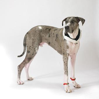 Product - Long Leash LLC Pet Photography in Wilbraham, MA Photography