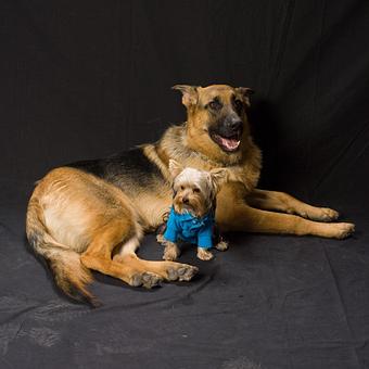 Product: Big or small dogs - Long Leash LLC Pet Photography in Wilbraham, MA Photography