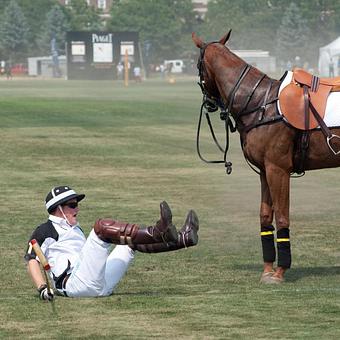 Product: Prince Harry in NYC - Long Leash LLC Pet Photography in Wilbraham, MA Photography