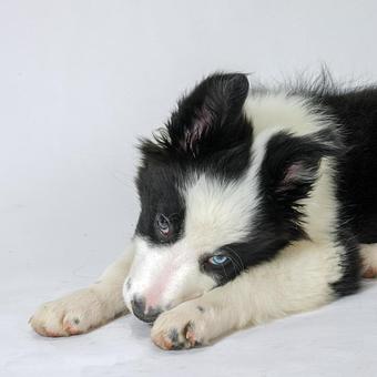 Product: Puppies grow up FAST so you should schedule several appointments. No minimum for multiple appointments. - Long Leash LLC Pet Photography in Wilbraham, MA Photography