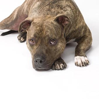 Product: All breeds are welcome. - Long Leash LLC Pet Photography in Wilbraham, MA Photography